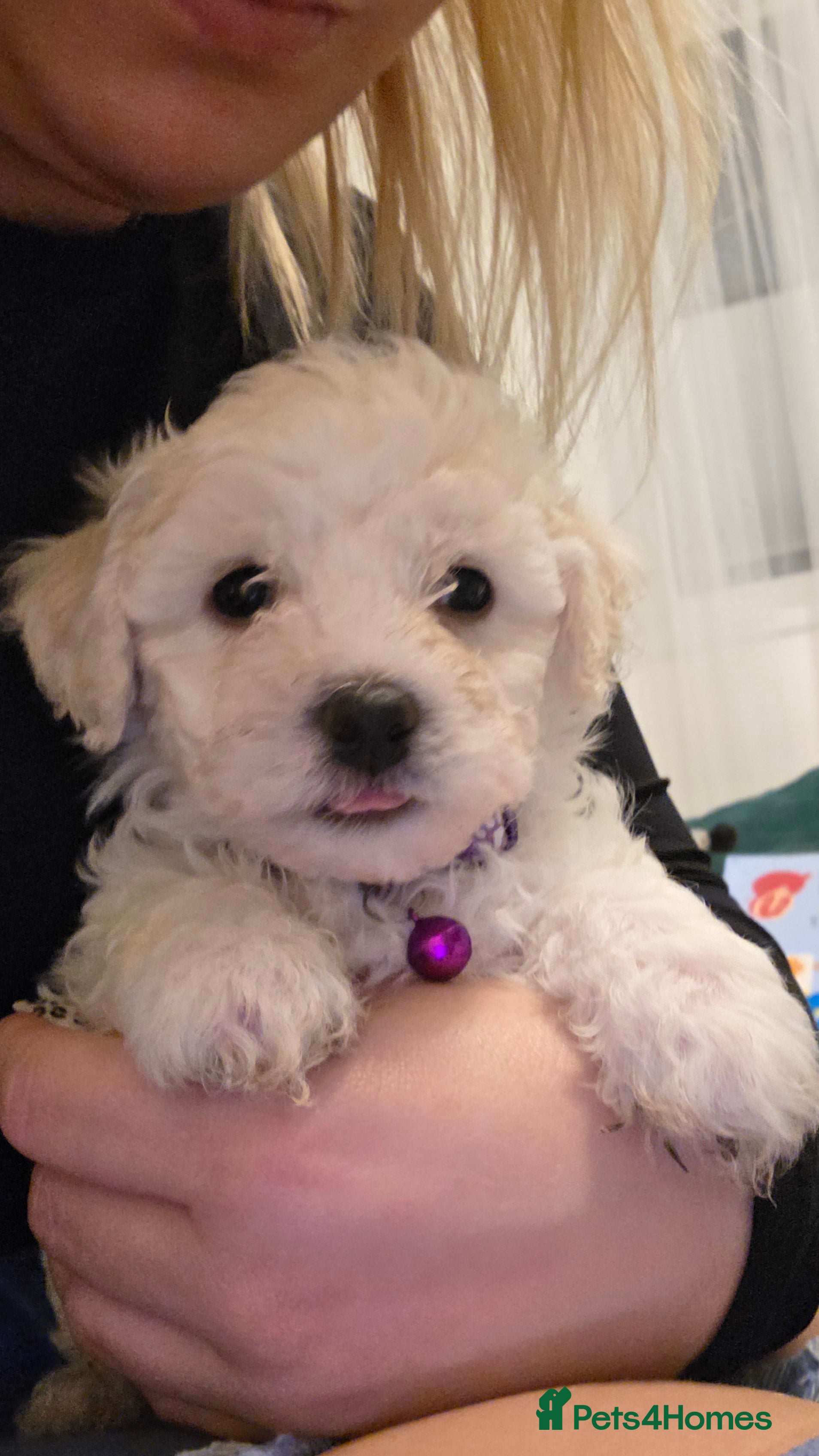 Bichon Frise dogs Bichon frise  - Advert 4