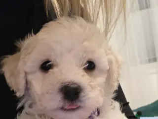 Bichon Frise dogs Bichon frise - Advert 1