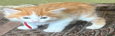 Mixed Breed 2-white neck ring