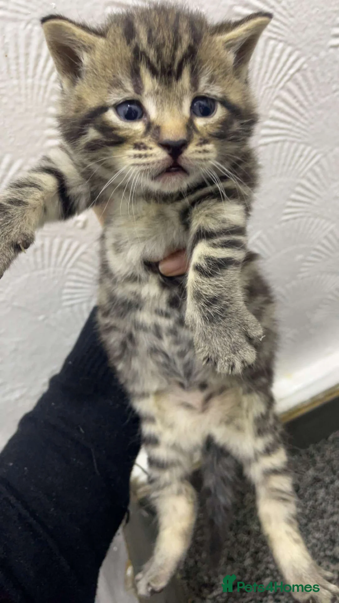 Mixed Breed cats for sale: Tabby/ginger  - Advert 2