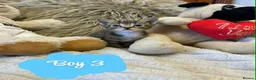 Mixed Breed cats for sale: 🩷Cross Maine Coone Kittens🩷 - Advert 11