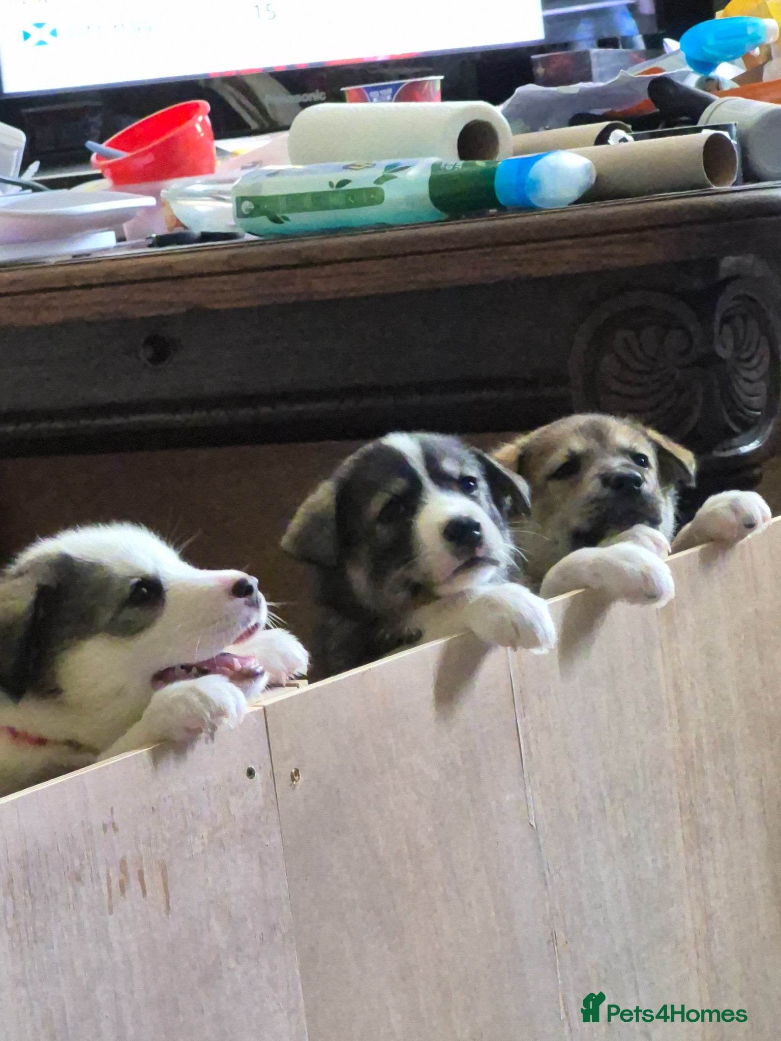 Mixed Breed dogs 75%Husky / 25% labrador. (LABSKI). - Advert 1