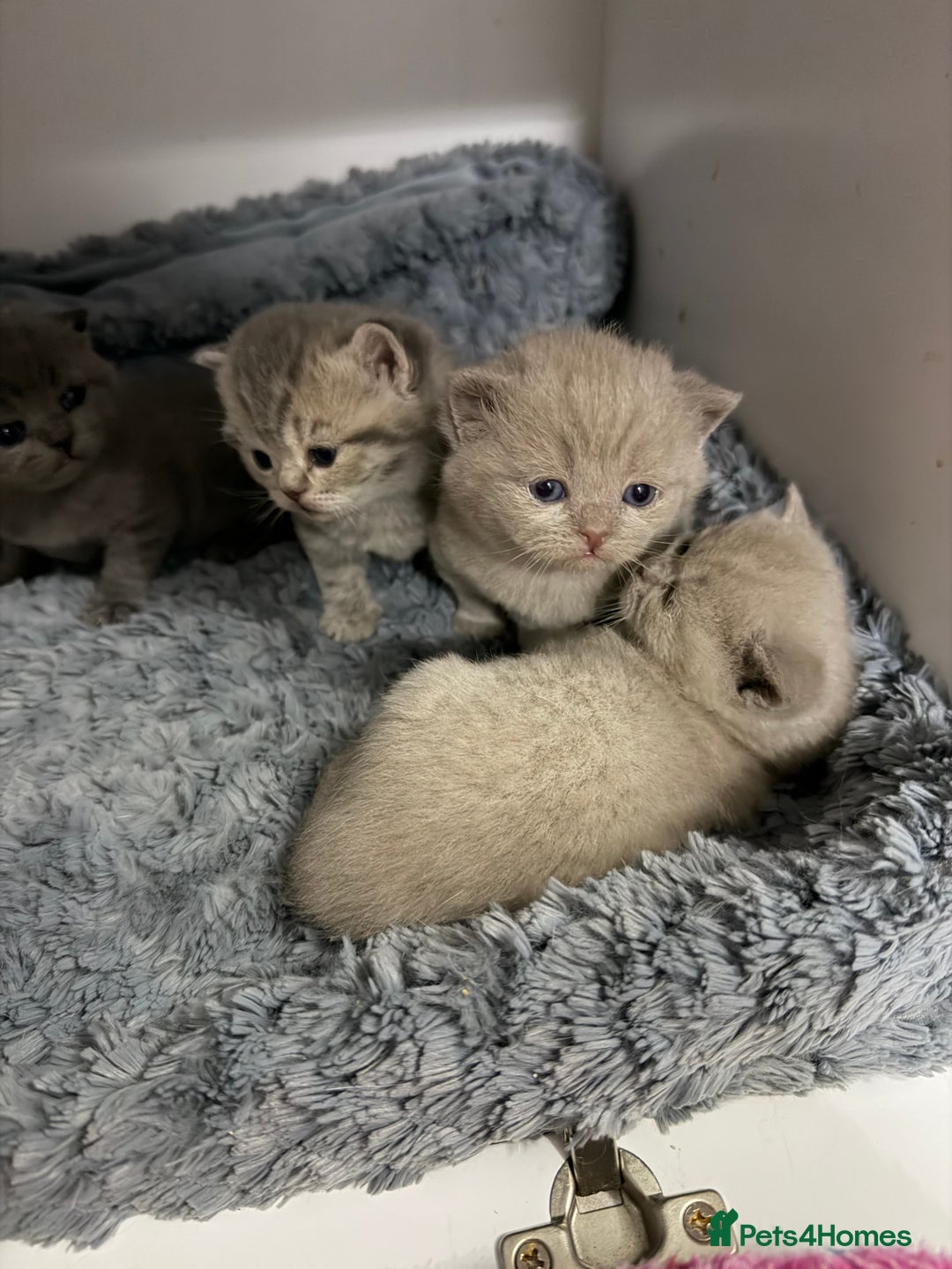 British Shorthair cats for sale: British short hair kittens  - Advert 1