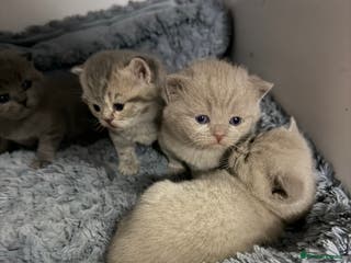 British Shorthair cats British short hair kittens - Advert 3