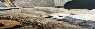 Domestic Shorthair 1
