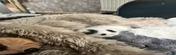 Domestic Shorthair cats for sale: 2x kittens - Advert 3