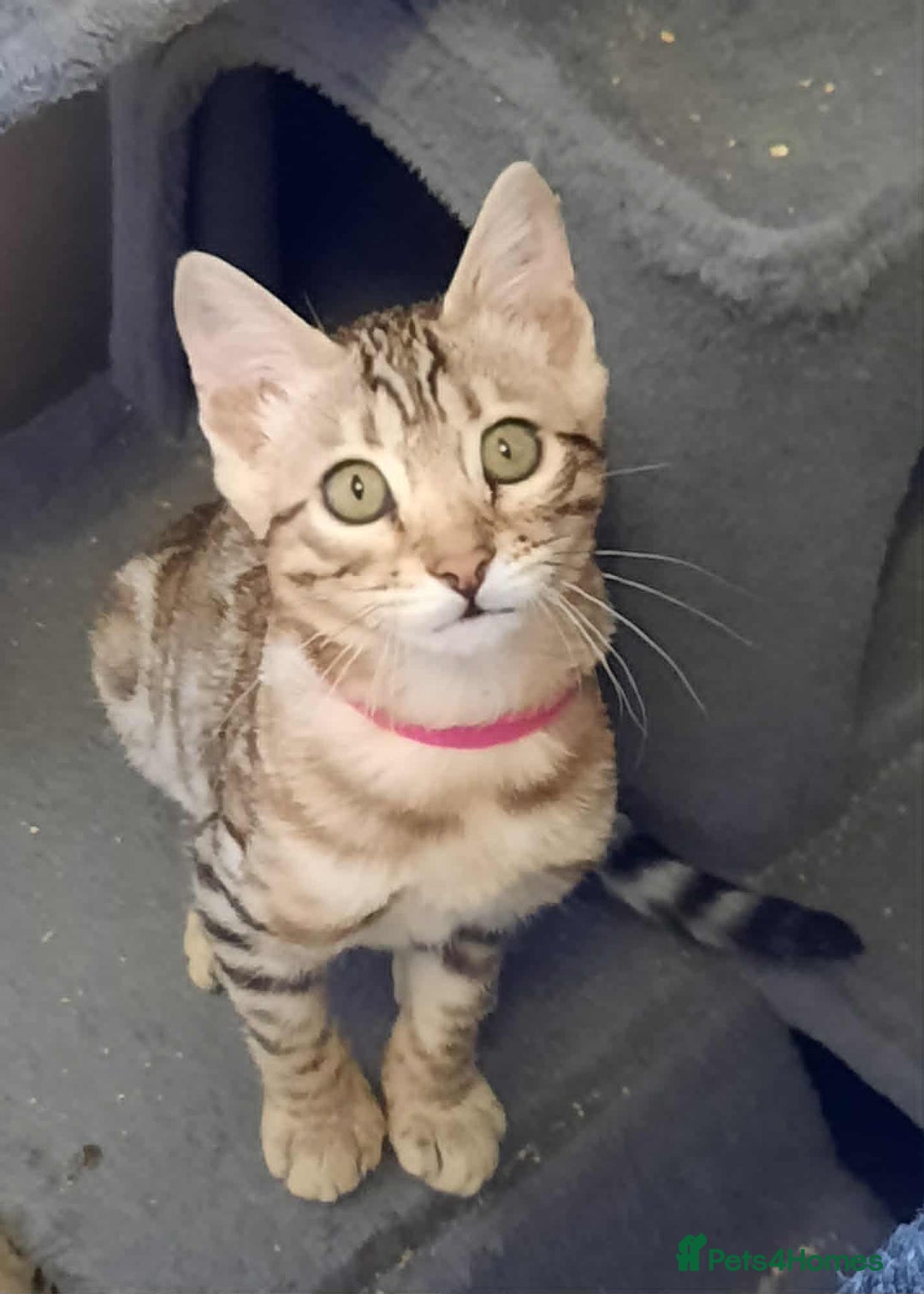 Bengal cats for sale: STUNNING GLITTER PELTED TICA REG BENGAL KITTENS - Image 26