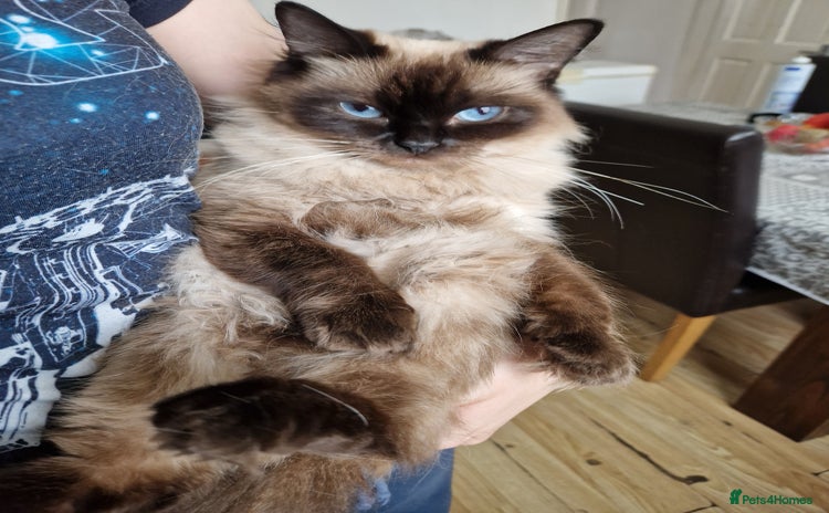 Ragdoll cats - Advert 14