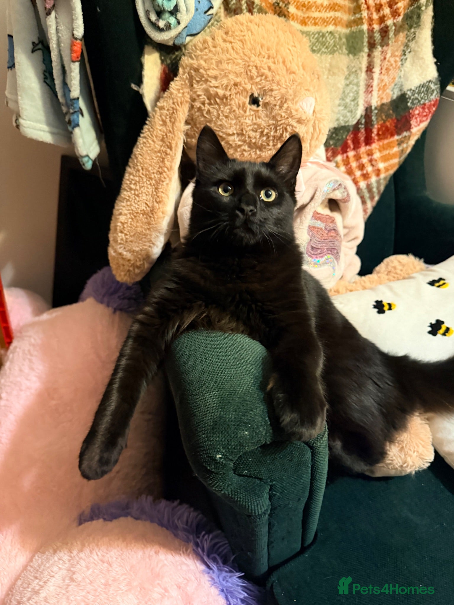 Mixed Breed cats 🖤 Forever Home Wanted for Luci 🐾 - Advert 15