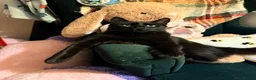 Mixed Breed cats for sale: 🖤 Forever Home Wanted for Luci 🐾 in Gillingham - Advert 1
