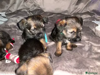 Border Terrier dogs 4 border terrier boys - Advert 2
