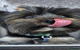 Yorkshire Terrier dogs for sale: Yorkshire terrier mini  - Advert 18