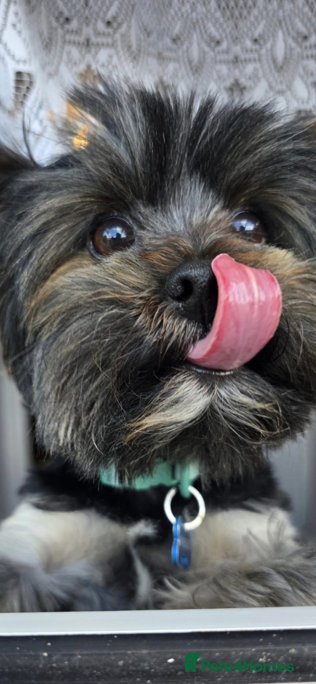 Yorkshire Terrier dogs for sale: Yorkshire terrier mini  - Advert 18