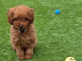 Mixed Breed dogs 2 left, Micro Toy Poodle, Red. - Advert 18