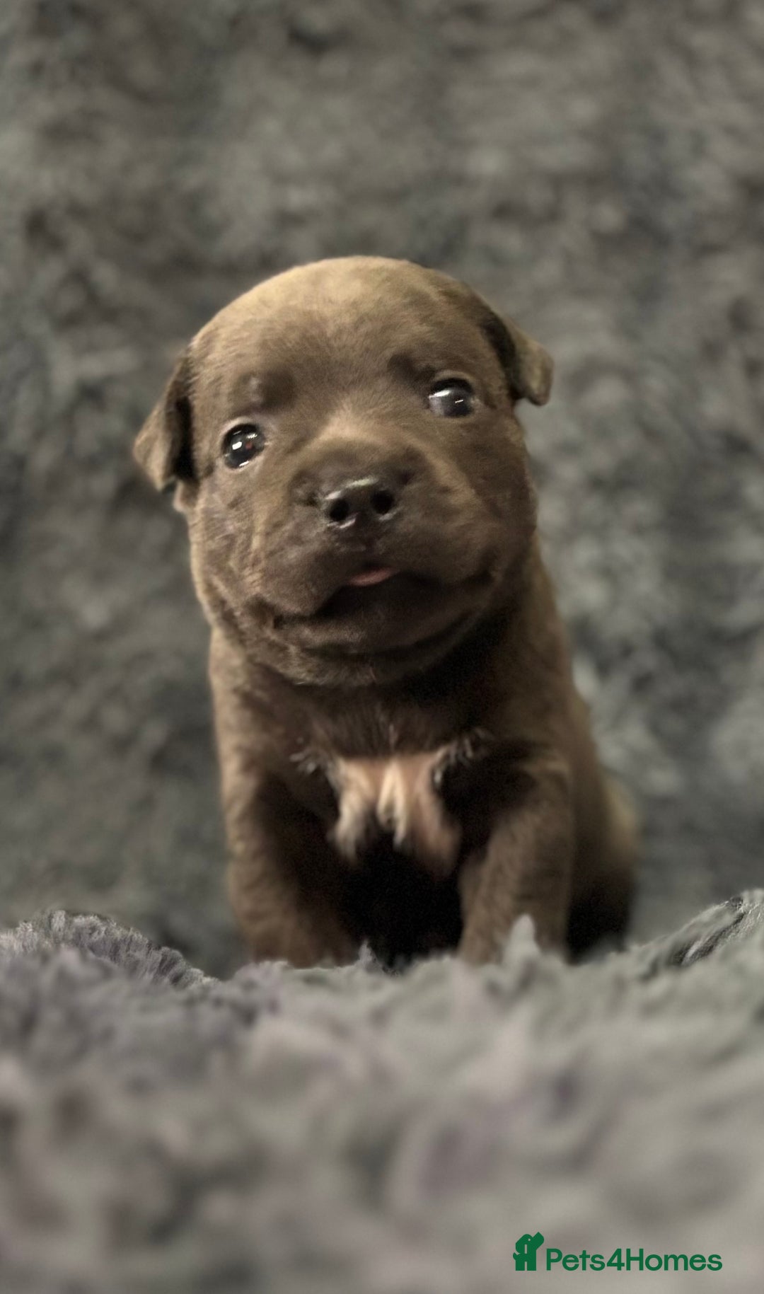 Staffordshire Bull Terrier dogs for sale: Paws Above The Rest  - Image 21