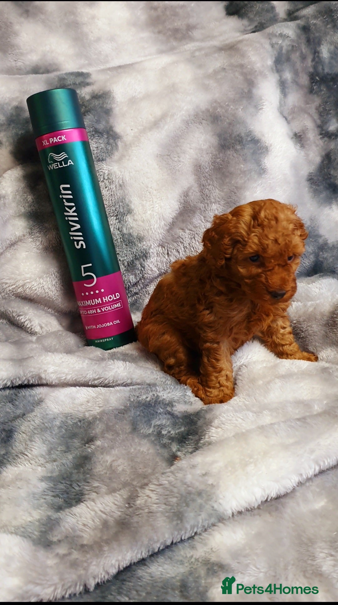 Toy Poodle dogs for sale: ASIAN CHAMPION lineage, KC registered Toy Poodles - Advert 11