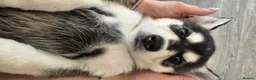 Mixed Breed dogs for sale: Beautiful Shepski girl ready to go  - Advert 16