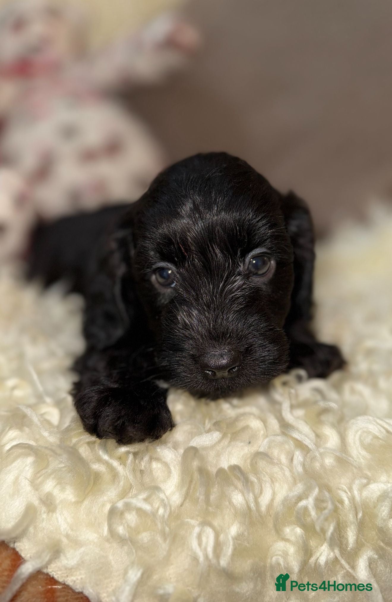 Doxiepoo dogs 🧡💛Adorable Daxipoo Puppies 💜🩷 - Advert 8