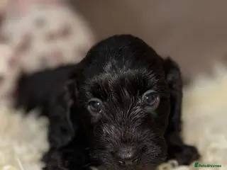 Doxiepoo dogs 🧡💛Adorable Daxipoo Puppies 💜🩷 - Advert 8