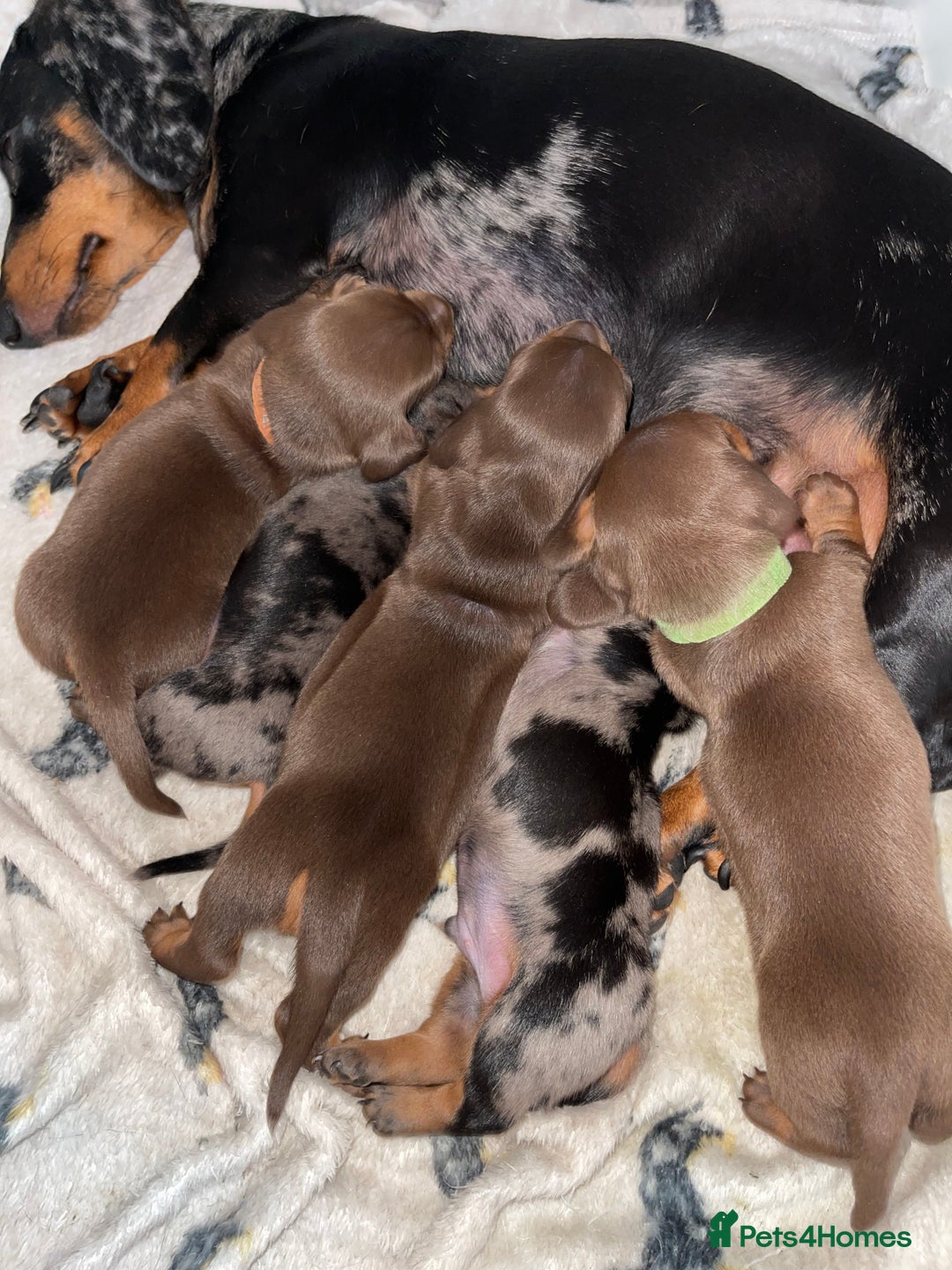 Miniature Dachshund dogs for sale: KC Reg Pedigree Mini Smooth Haired Dachshunds - Image 19
