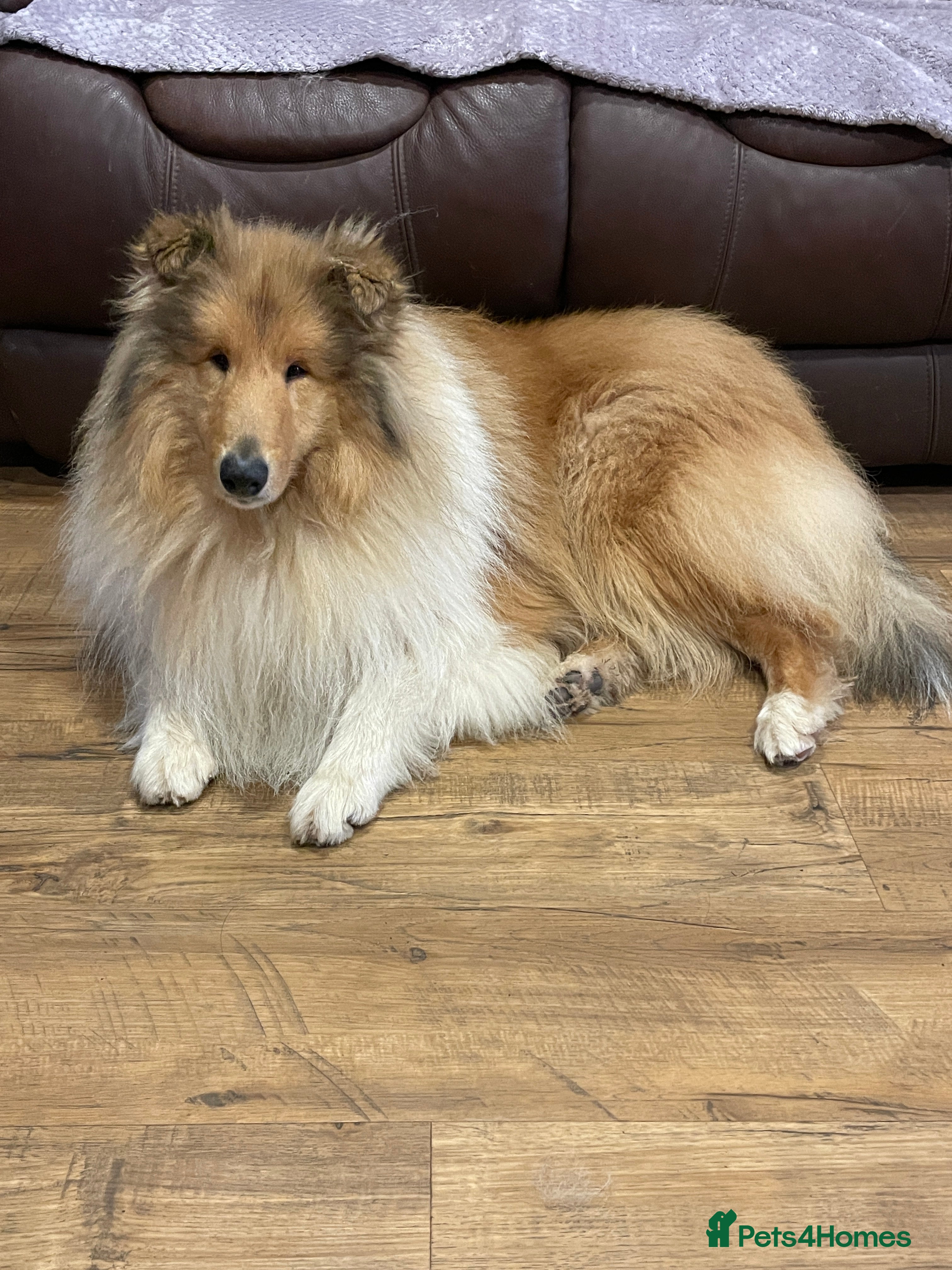 Rough Collie dogs KC Registered Sable and white male rough Collie - Advert 1