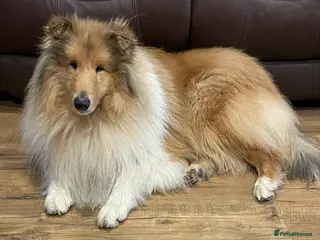 Rough Collie dogs KC Registered Sable and white male rough Collie - Advert 5