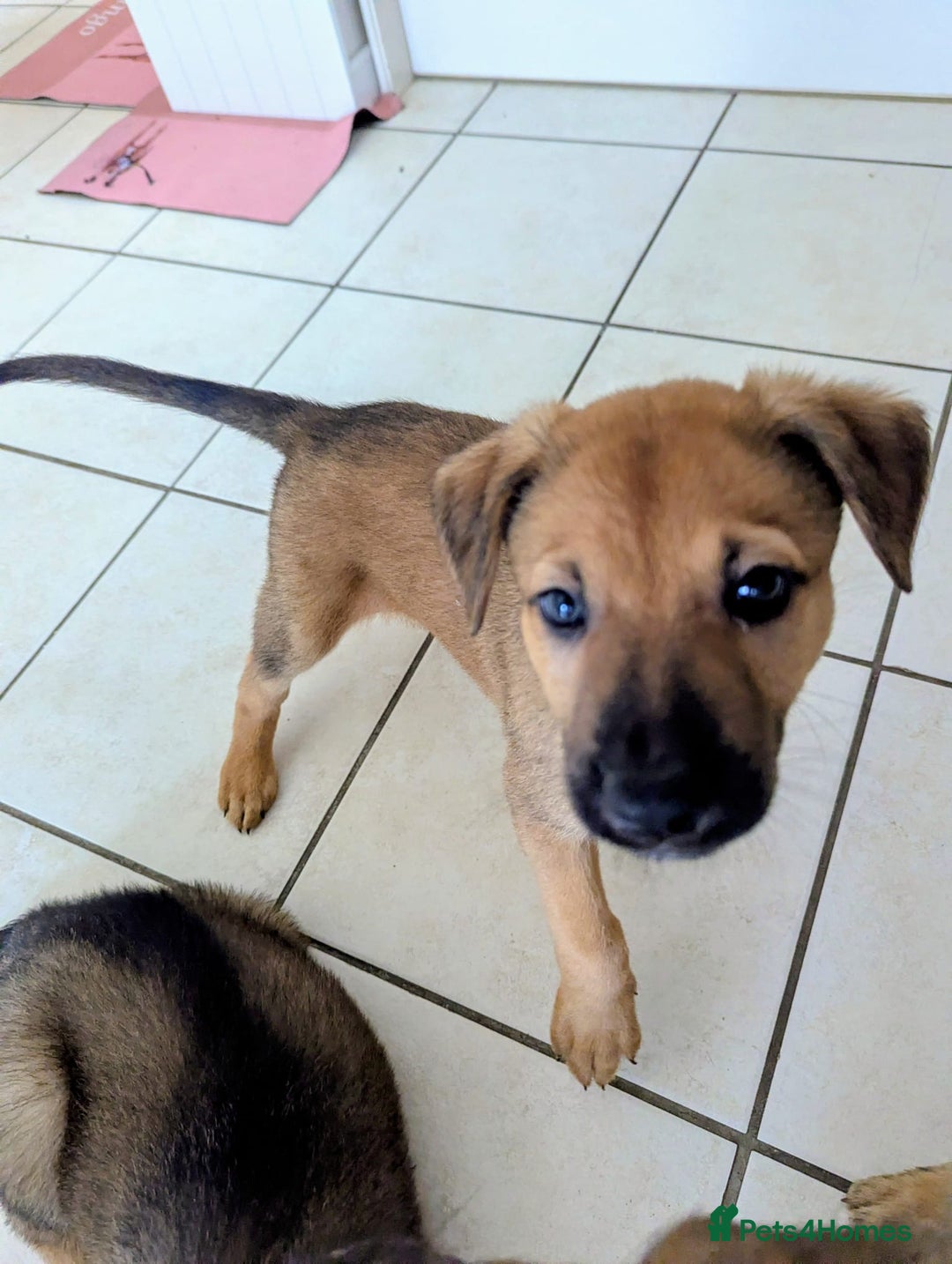 Mixed Breed dogs for sale: German shepherd x Lurcher puppies  - Image 11