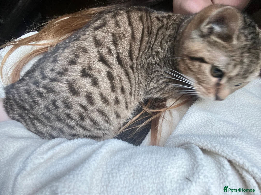 Bengal cats for sale: Bengal kittens  - Advert 8