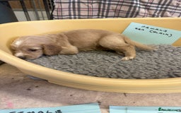 Cocker Spaniel dogs for sale: Two cocker spaniel litters - Image 27