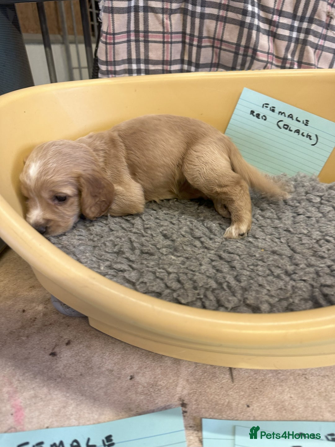 Cocker Spaniel dogs for sale: Two cocker spaniel litters - Image 27