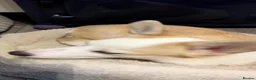 Welsh Corgi Pembroke dogs for sale: Retired pembcorgi girl fully dna tested - Advert 3