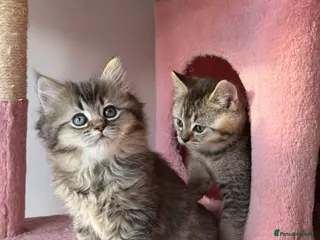 British Longhair cats 1 kitten left looking for a lovely home - Advert 2