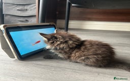 Mixed Breed cats for sale: female kitten, 10 weeks - Image 3