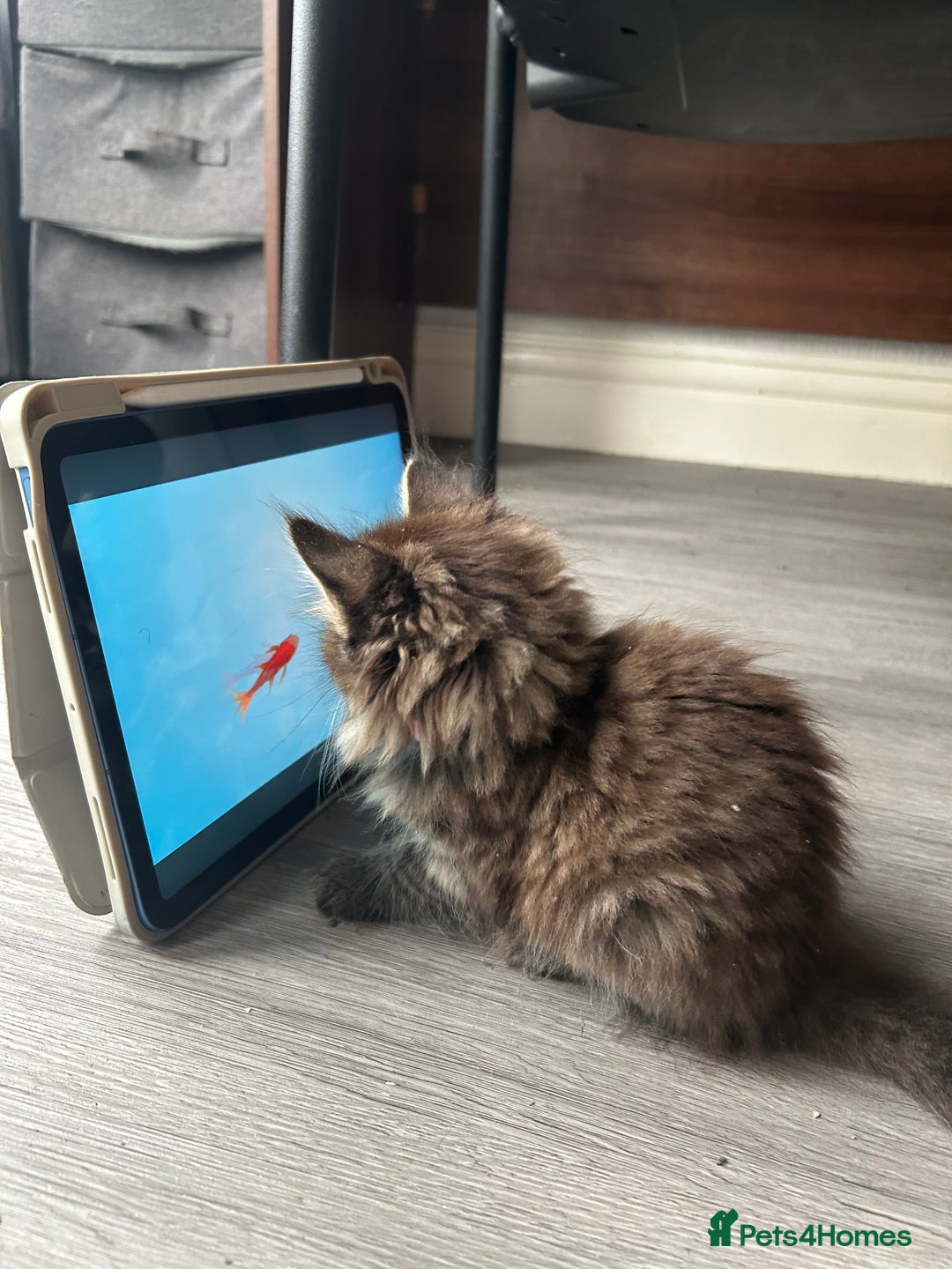 Mixed Breed cats for sale: female kitten, 10 weeks - Image 3