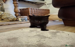 Ragdoll cats for sale: Ragdoll x BSH kittens (individually priced) - Image 33