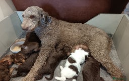 Labradoodle dogs for sale: Outstanding Part Trained Labradoodles F1b - Image 14