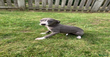 Whippet dogs - Advert 5