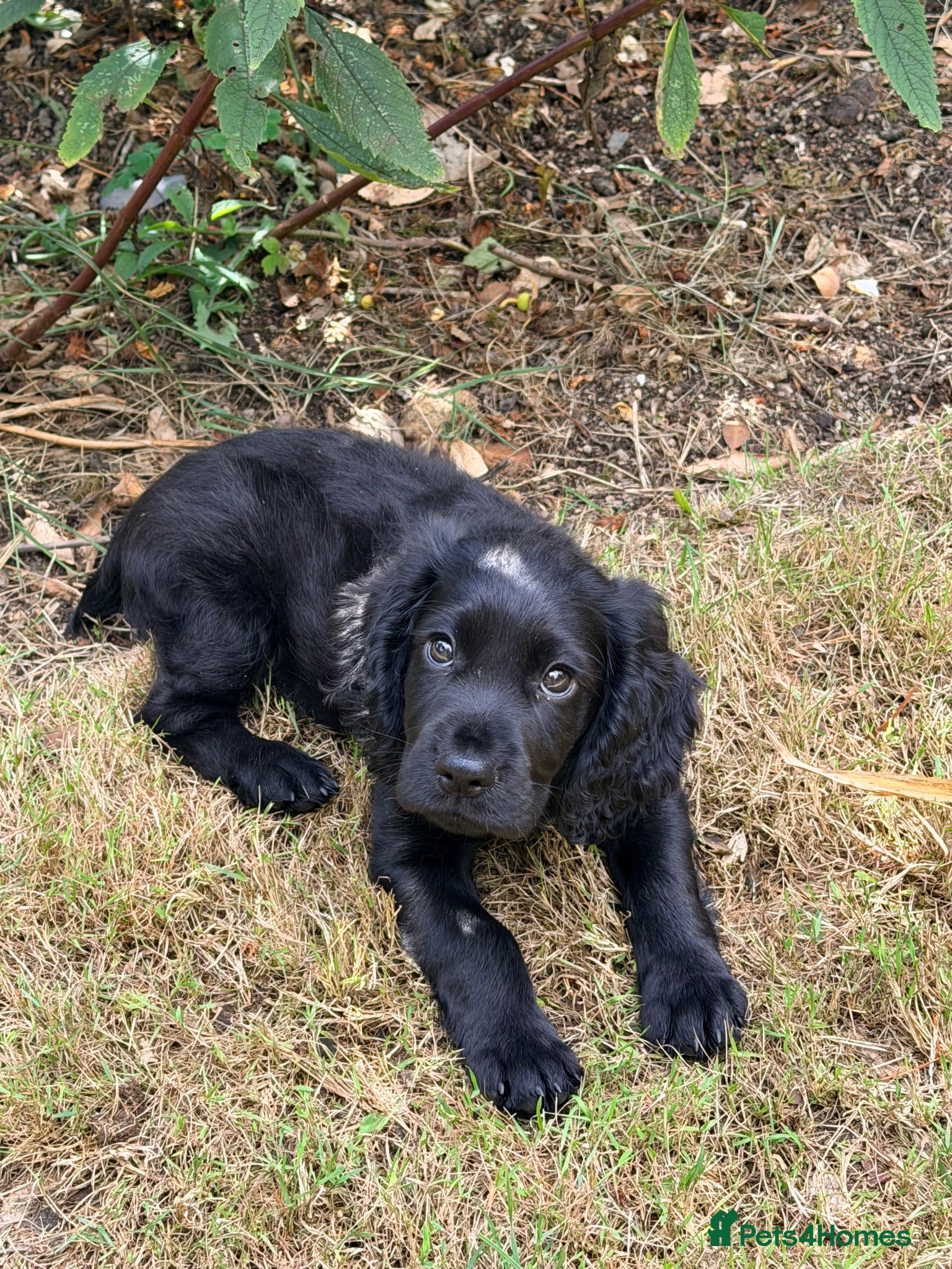 Cocker Spaniel dogs Last boy looking for his forever home  - Advert 8