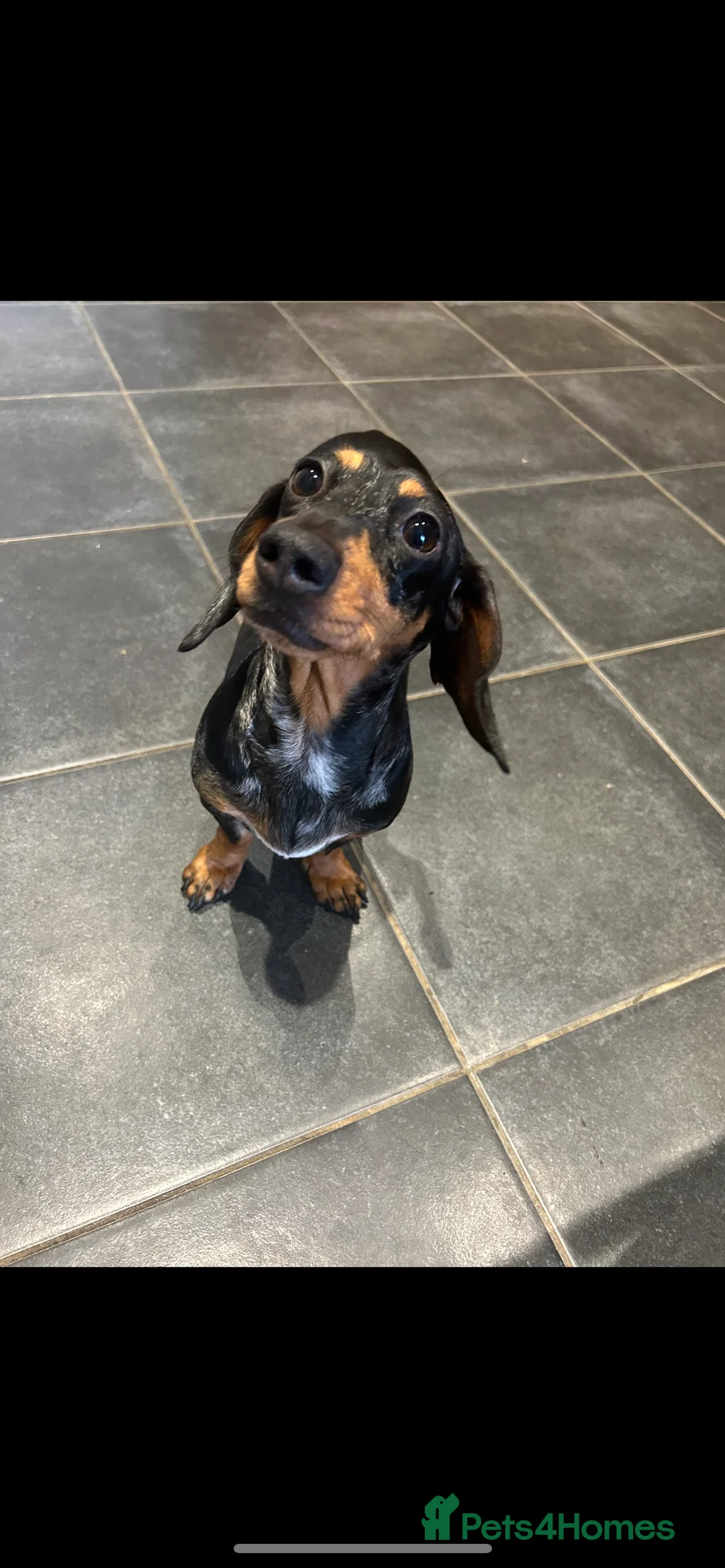 Miniature Dachshund dogs for sale: Miniature dachshund - Advert 6