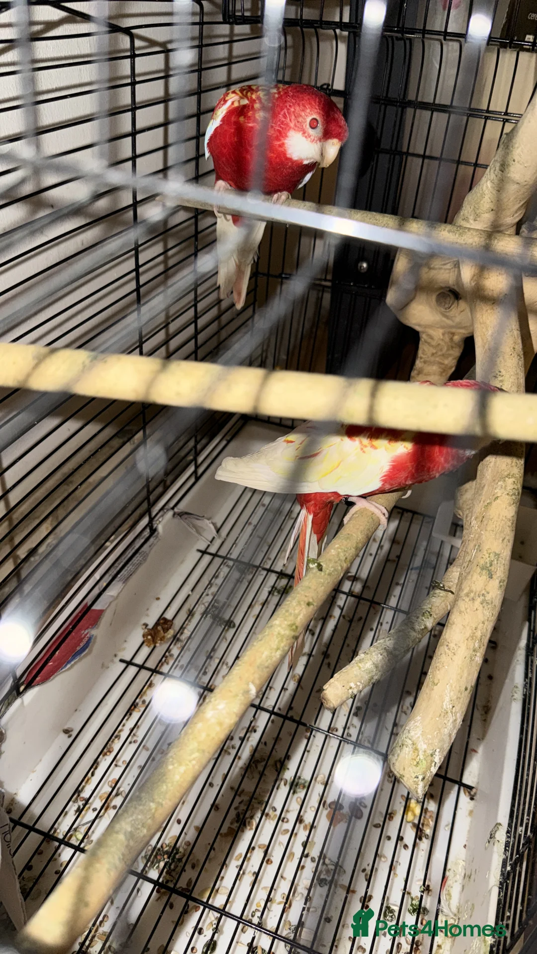 Parrots birds for sale: Red eyes Rubino Rosellas - Advert 3