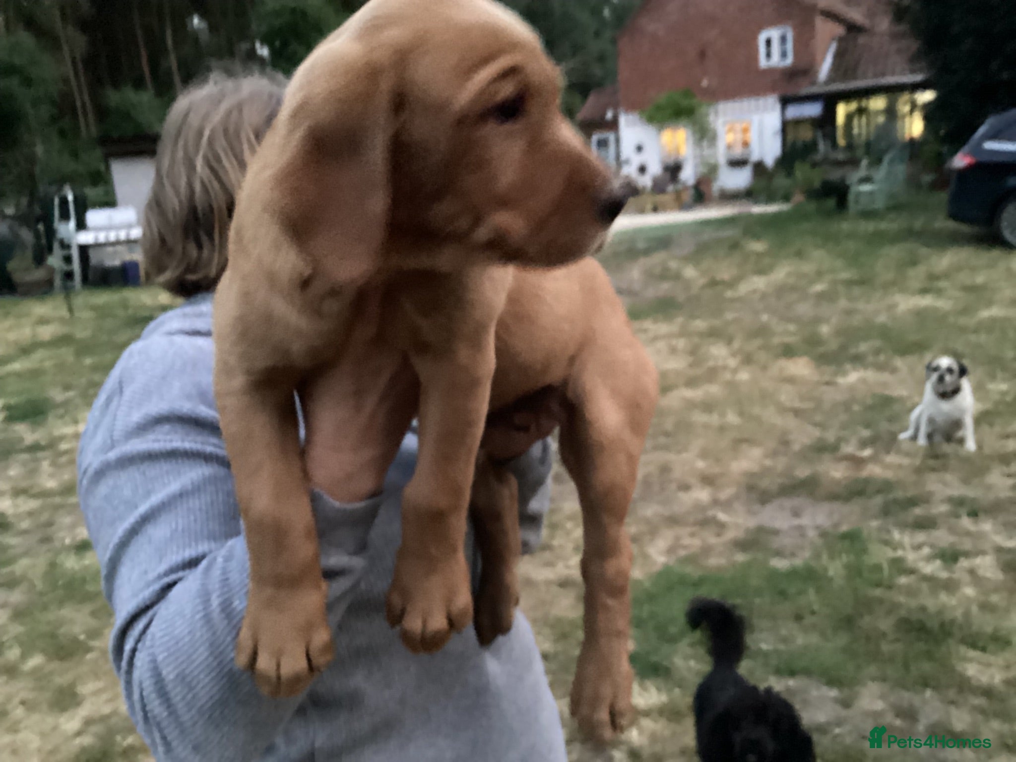 Labrador Retriever dogs Ready now. Fox red labradors - Advert 18