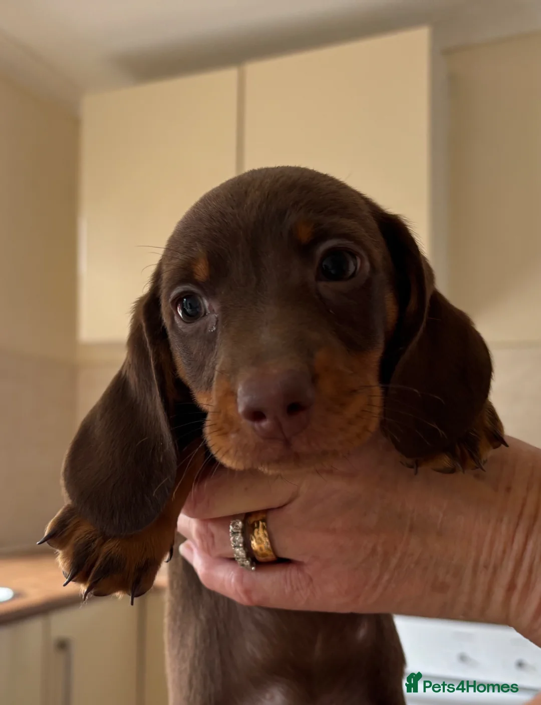 Dachshund dogs for sale: Dachshund puppies  - Advert 2