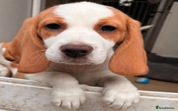 Beagle dogs for sale: 2 stunning Beagle Puppies, ready now in Sidcup - Image 8
