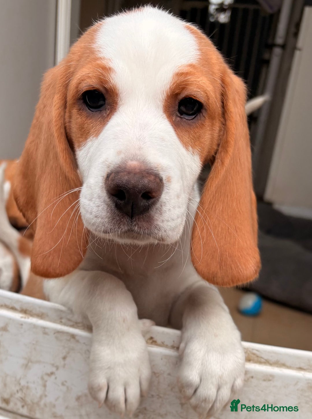 Beagle dogs for sale: 2 stunning Beagle Puppies, ready now in Sidcup - Image 8