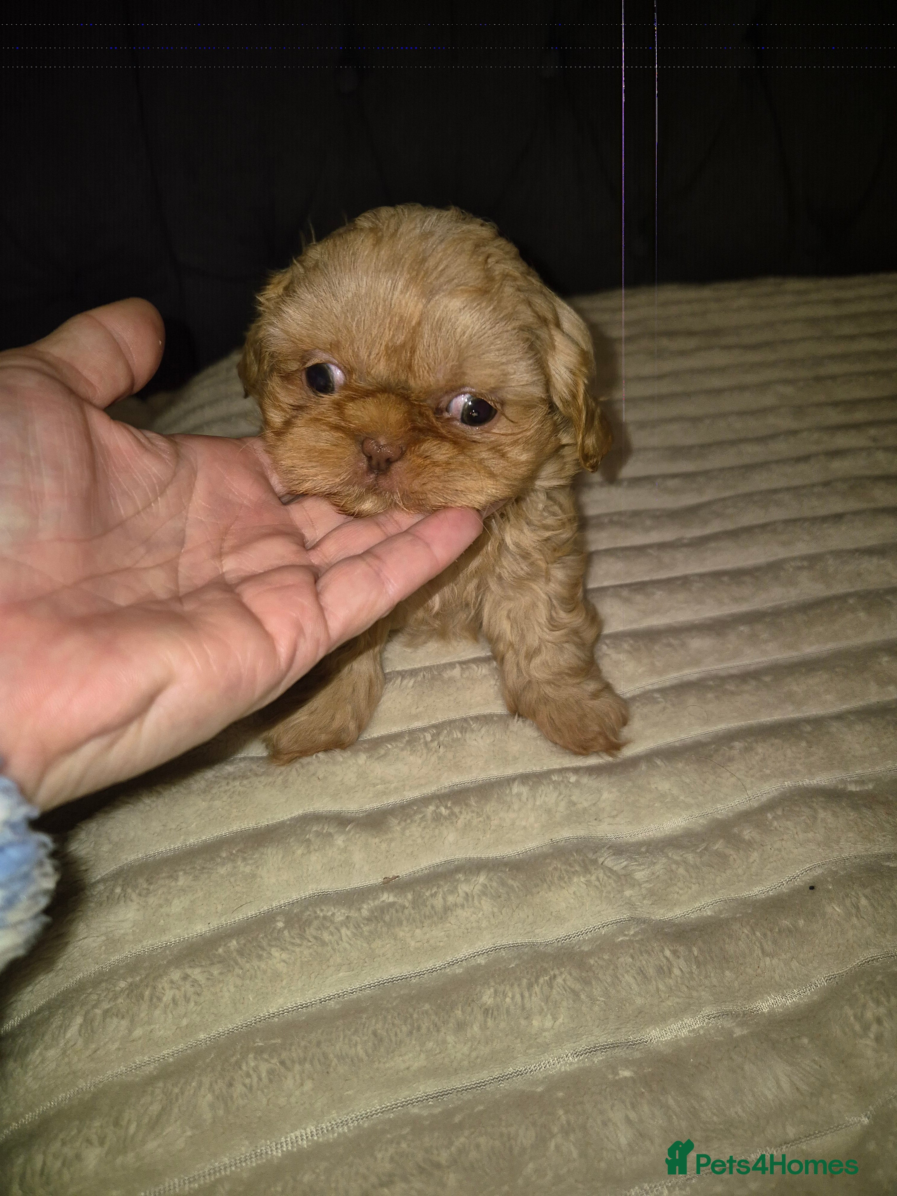 Shih Tzu dogs Full imperial Shih Tzu  - Advert 16