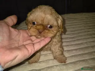 Shih Tzu dogs Full imperial Shih Tzu - Advert 16