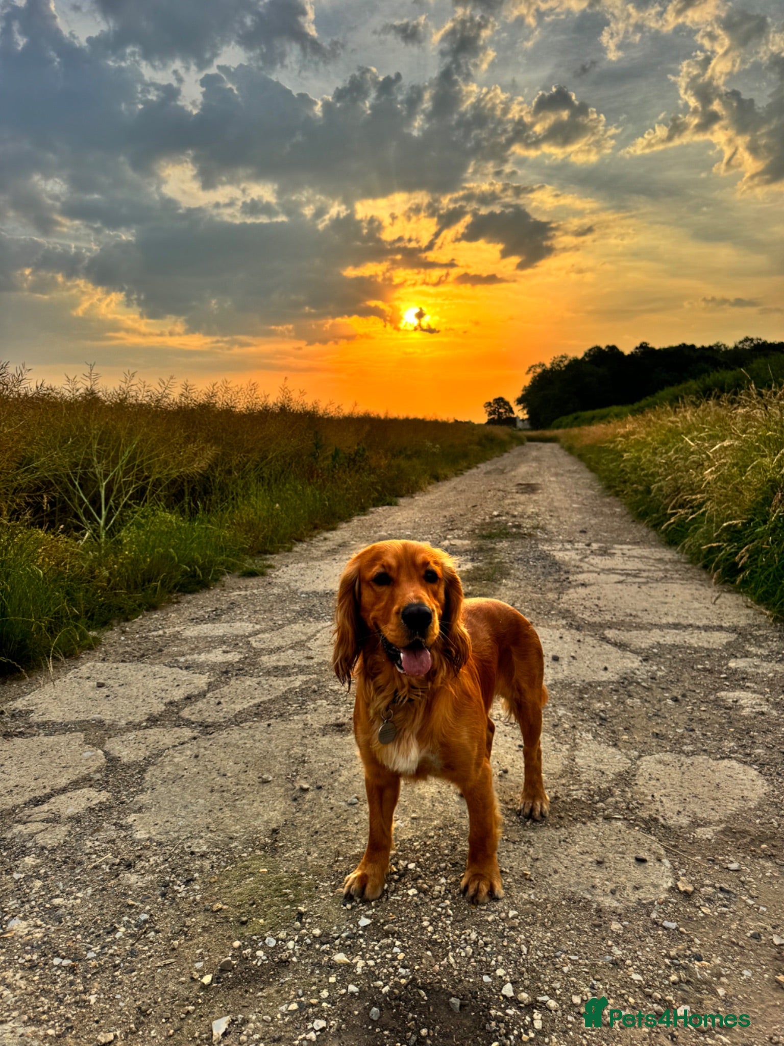 Cocker Spaniel dogs Handsome Golden Cocker Spaniel Stud  - Advert 5