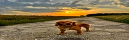 Cocker Spaniel dogs for stud: Handsome Golden Cocker Spaniel Stud  - Advert 1