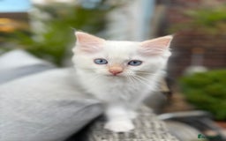 Ragdoll cats for sale: Ragdoll kittens Blue, Lilac & flame or blue/seal - Image 4