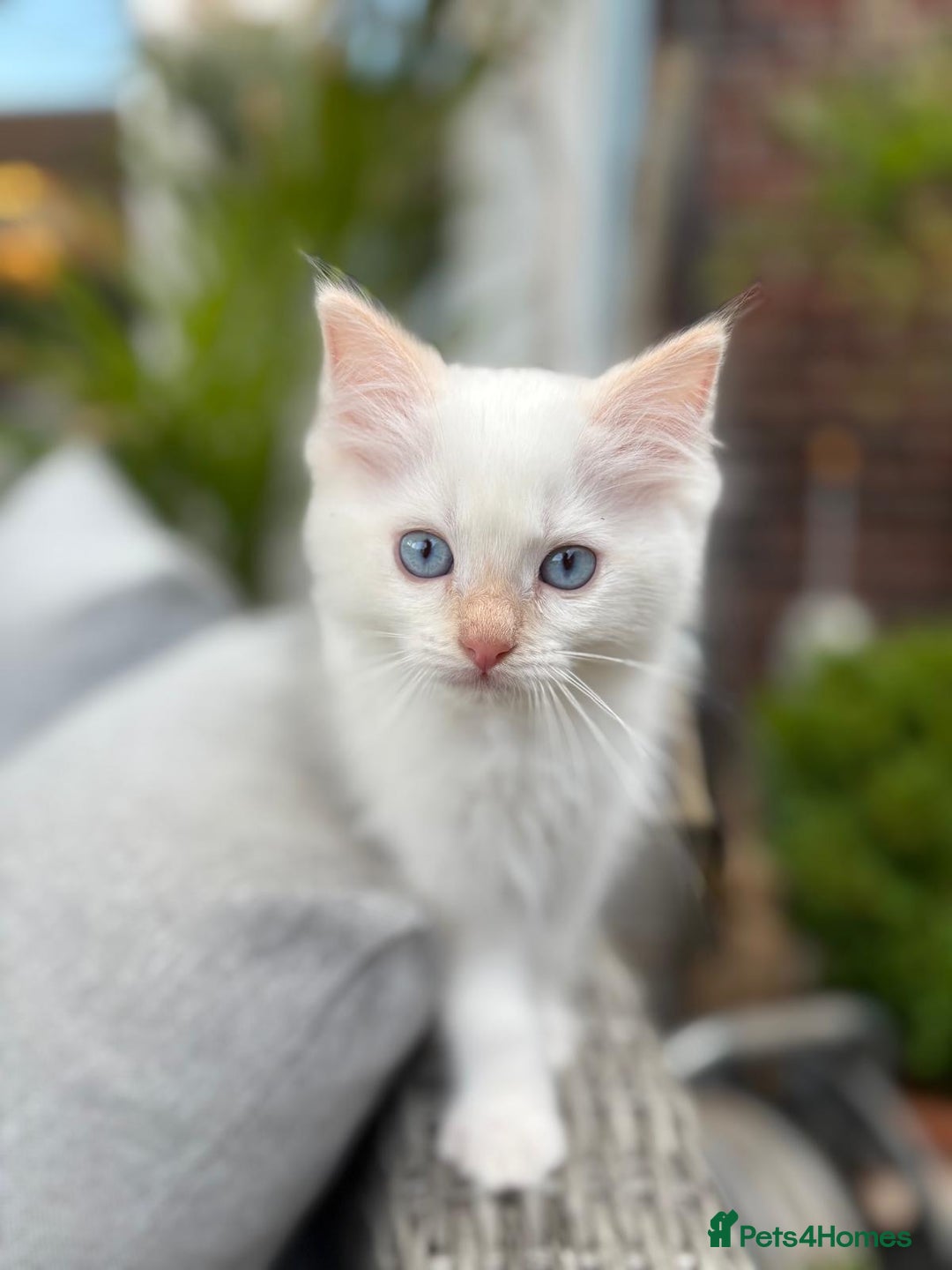 Ragdoll cats for sale: Ragdoll kittens Blue, Lilac & flame or blue/seal - Image 4